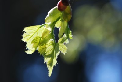 Tilia platyphyllos 'Laciniata' - lípa velkolistá 'Laciniata'- jarní pučení (3)